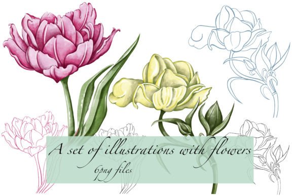 A Set of Floral Illustrations: Tulip & Ranunculus Art